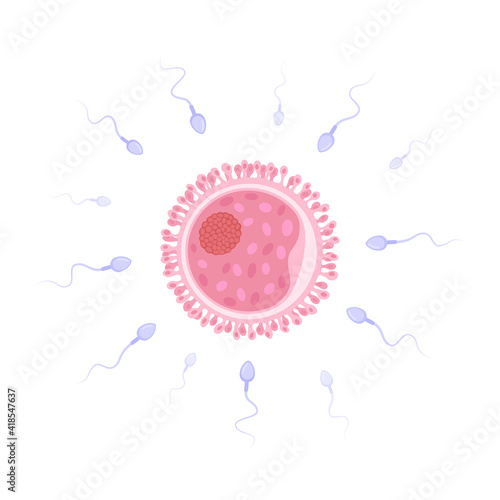 Woman egg and men sperm. Realistic detailed flat vector illustration. Conception, zygote, artificial insemination, assisted reproductive technologies, ivf, human biology, anatomy.