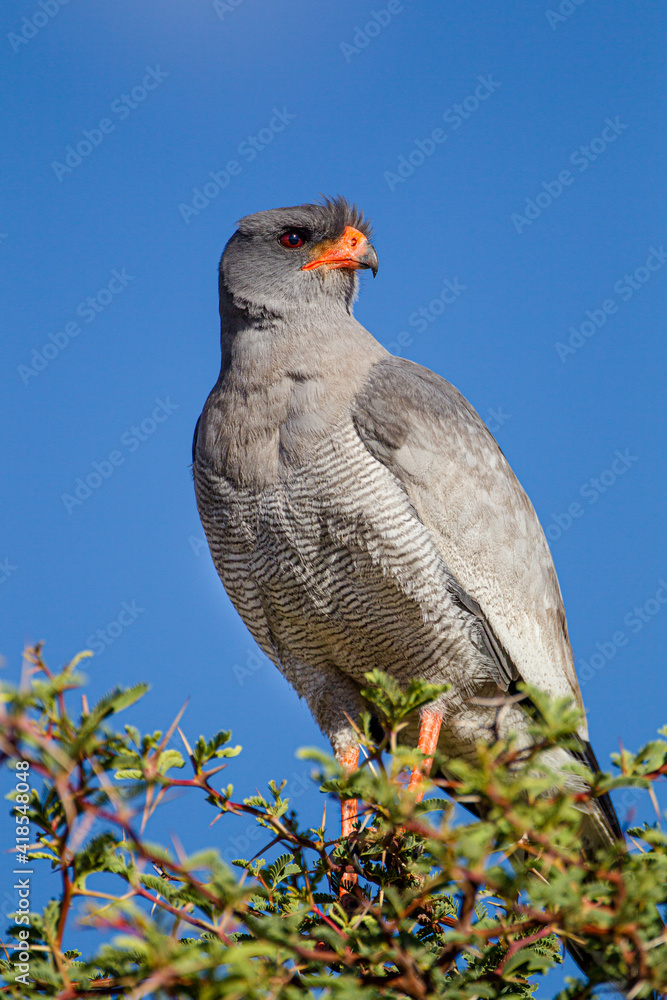 Pale-chanting Goshawk perched in a tree looking over the Kalahari desert Pale-chanting Goshawk perched in a tree looking over the Kalahari desert