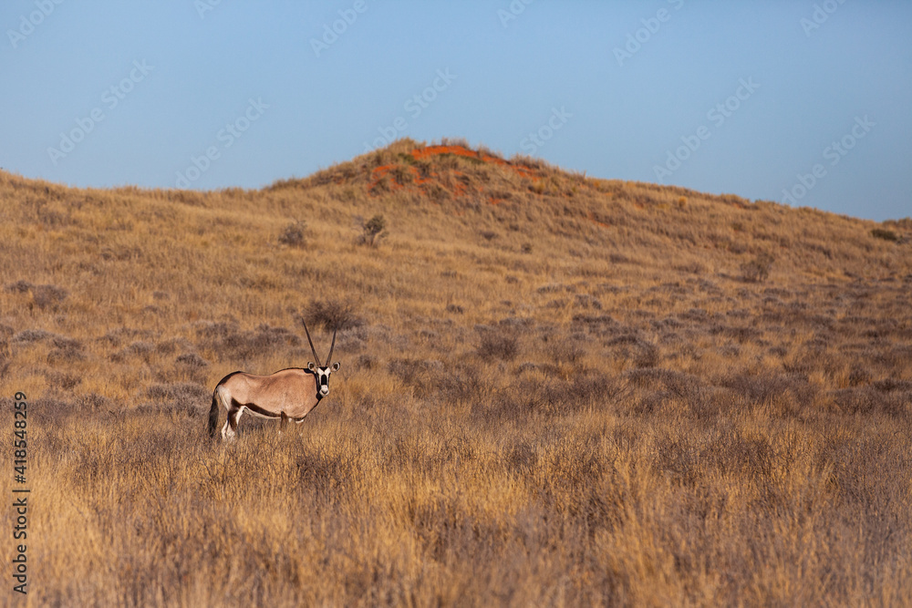 Naklejka premium Gemsbok grazing in the Kalahari desert