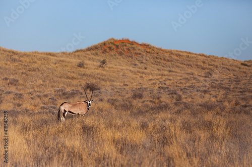 Gemsbok grazing in the Kalahari desert