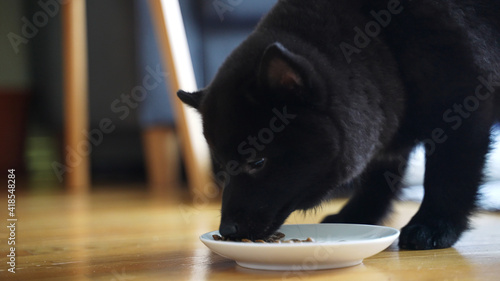 Young Schipperke puppy eating his food. photo