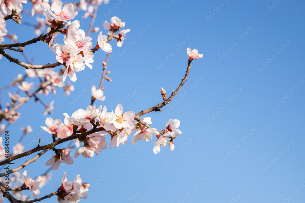 Almond flowers, Blossoming white pink flowers at springtime on blue sky background. Close-up of cherry and almond flowers on a tree branch. Apricot tree in bloom. Almond flowers, Blossoming white pink flowers at springtime on blue sky background. Close-up of cherry and almond flowers on a tree branch. Apricot tree in bloom.