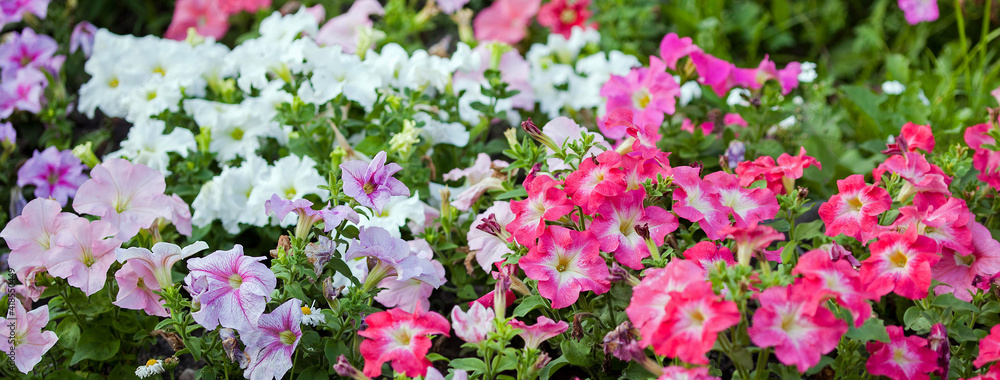 multi-colored petunia in the flowerbed. Flower background multi-colored petunia in the flowerbed. Flower background