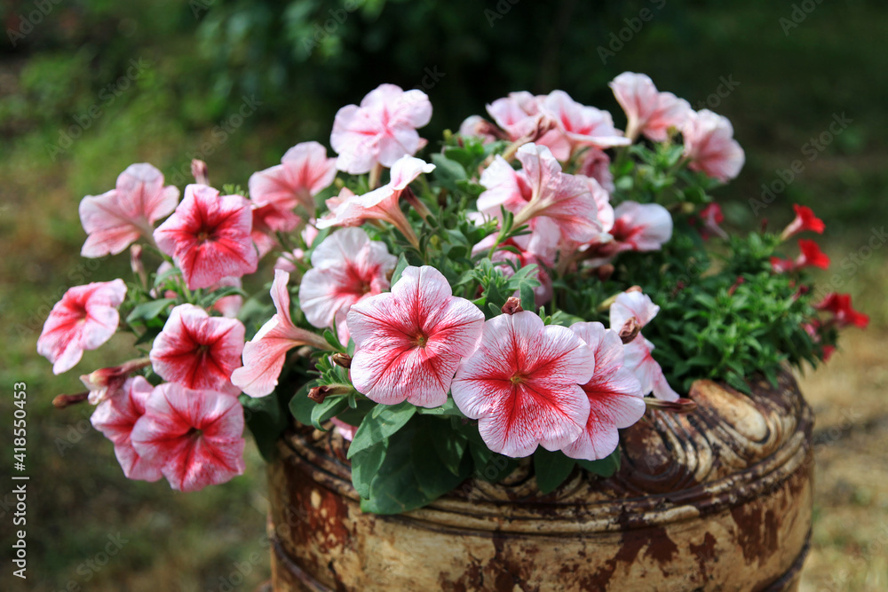 bright pink petunia with red veins in the garden