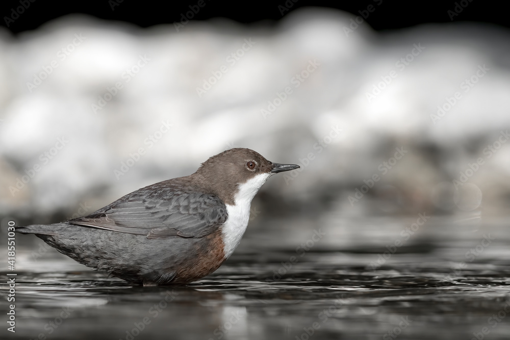 The White throated Dipper ready to dive (Cinclus cinclus) The White throated Dipper ready to dive (Cinclus cinclus)