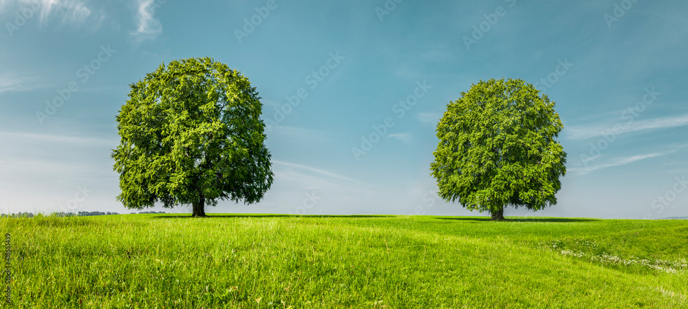 Grüner Bäume auf auf einer Grünen Wiese