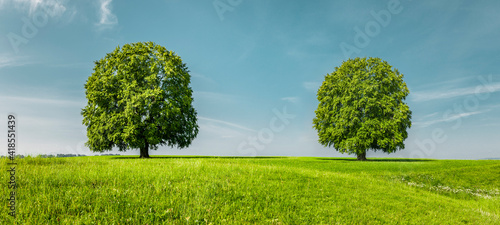 Grüner Bäume auf auf einer Grünen Wiese