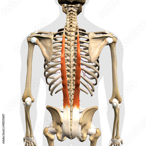 Tableau sur toile Longissimus Erector Spinae Muscles in Isolation Rear View of Upper Back Human An