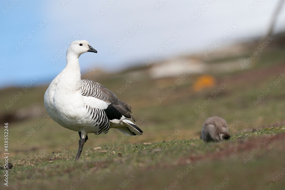 The Upland goose or Magellan goose (Chloephaga picta) The Upland goose or Magellan goose (Chloephaga picta)