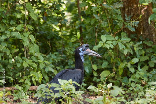 Abyssinian ground-hornbill walking through the forest