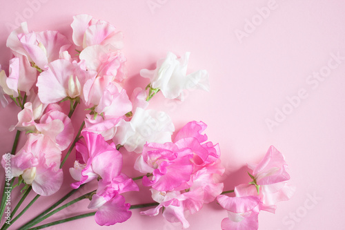 Wallpaper Mural Pink flowers sweet peas bouquet on pink paper for congratulations. Torontodigital.ca