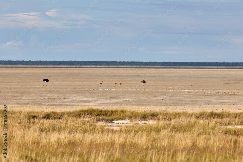 A male and female ostrich with their chickens in the Etosha pan