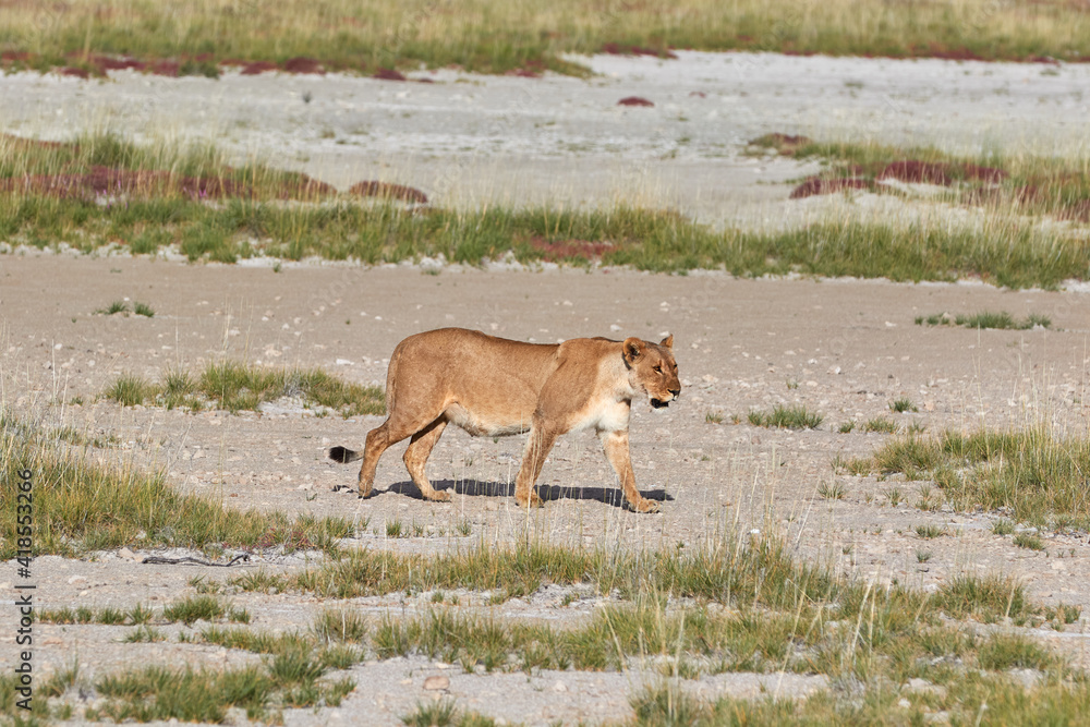 A lioness walking over a salt pan in Etosha