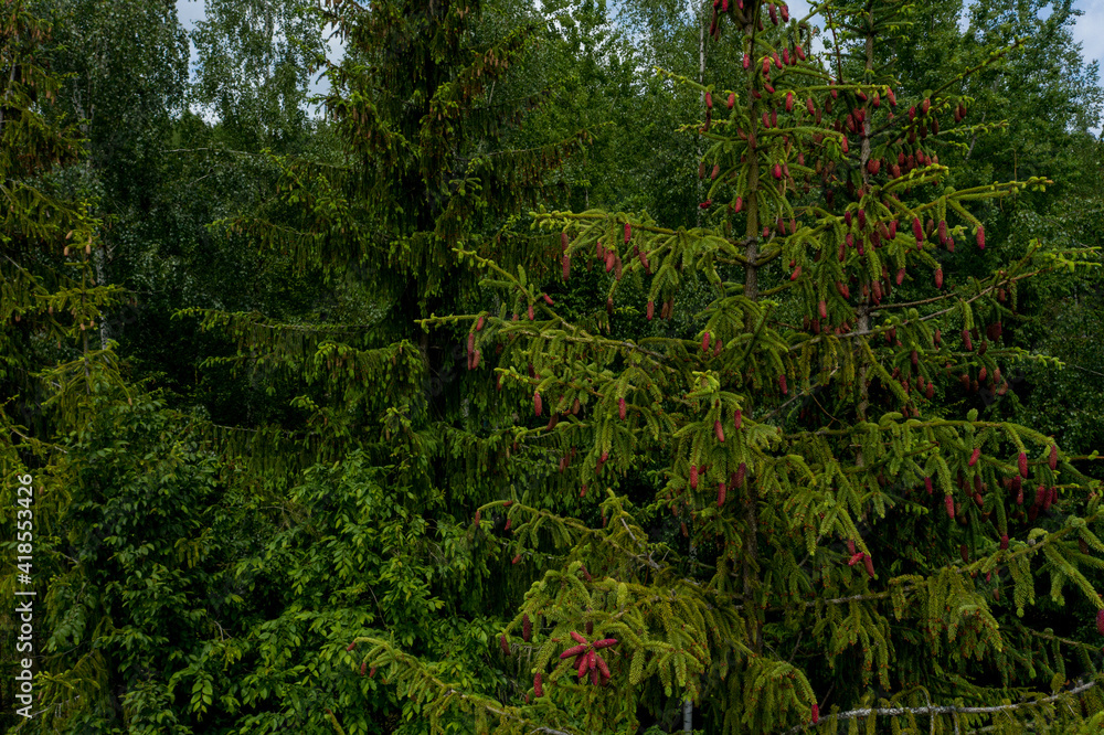 Young growing spruce blossom on a tip of branch spring, beautiful new cones in spruce Young growing spruce blossom on a tip of branch spring, beautiful new cones in spruce