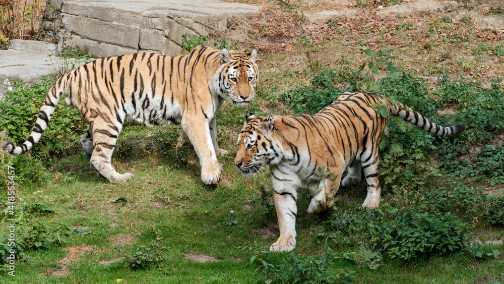 Obraz premium sibirischer Tiger im Gelände