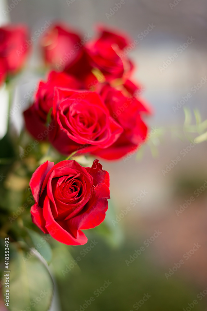 Roses on bluer nature green and grey background. Selective focus, close up view.