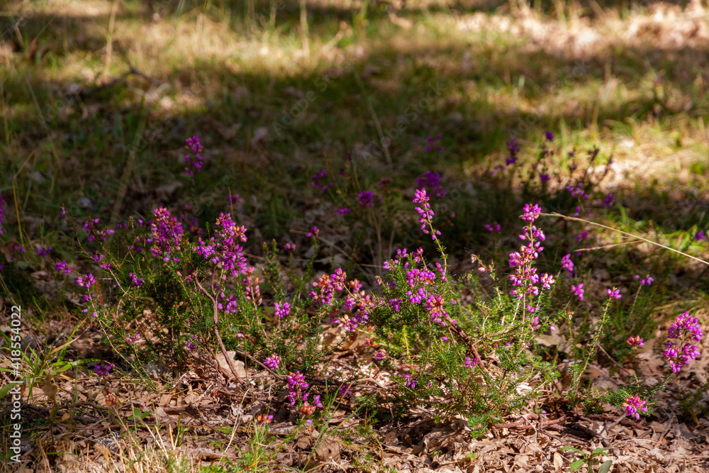 Little purple flowers