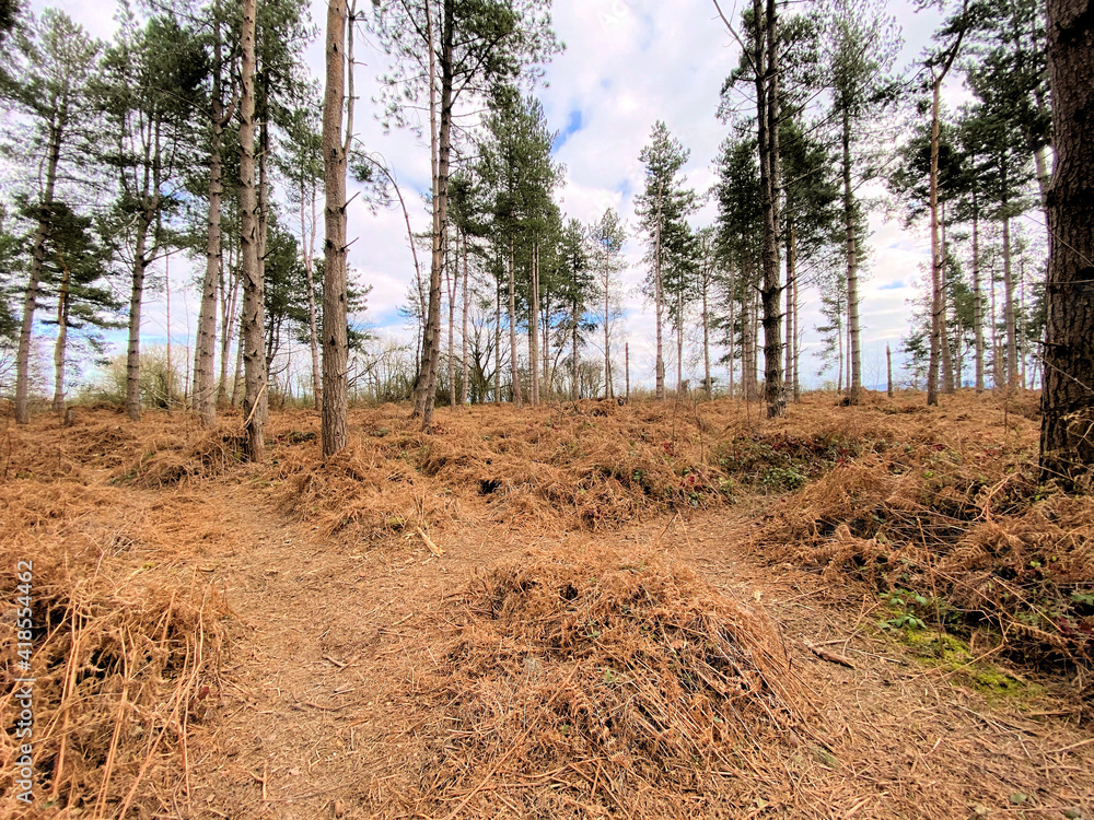A view of the Woods at Haughmond Hill A view of the Woods at Haughmond Hill