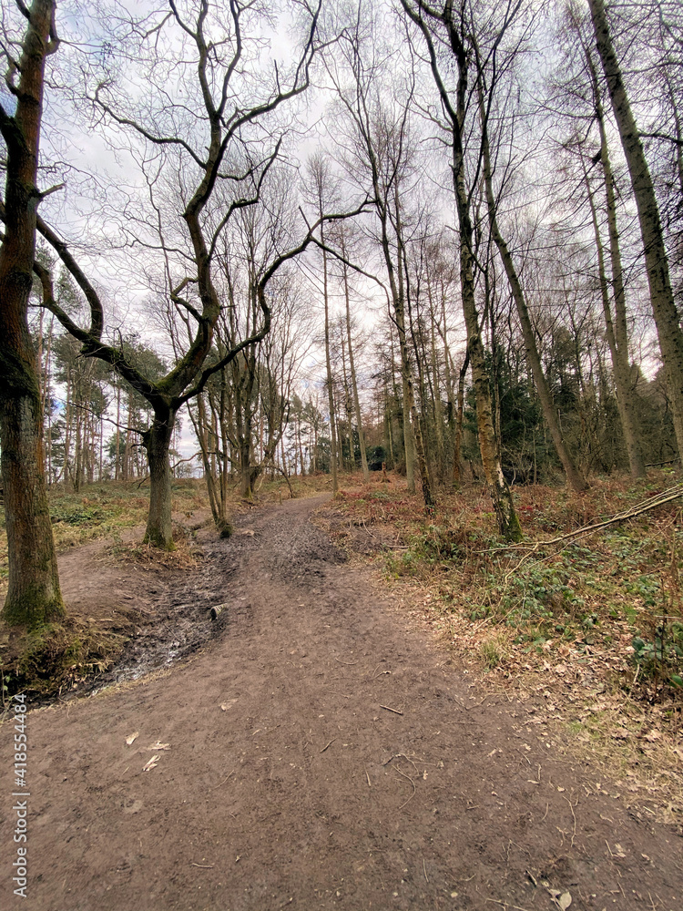 A view of the Woods at Haughmond Hill A view of the Woods at Haughmond Hill