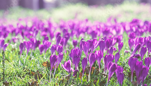 Purple crocuses in the meadow