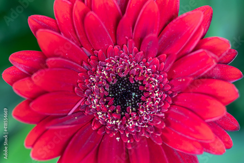 Red gerbera macro photography with details