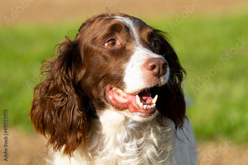 Obraz na plátne English Springer Spaniel