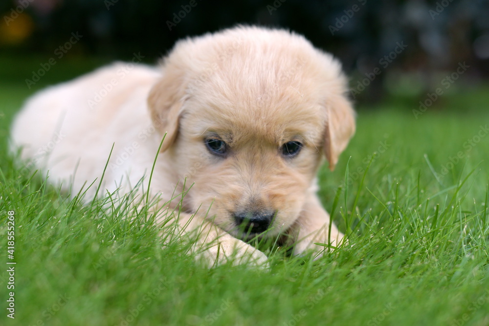 Golden retriever puppy resting in garden during summer
Golden retriever puppy resting in garden during summer