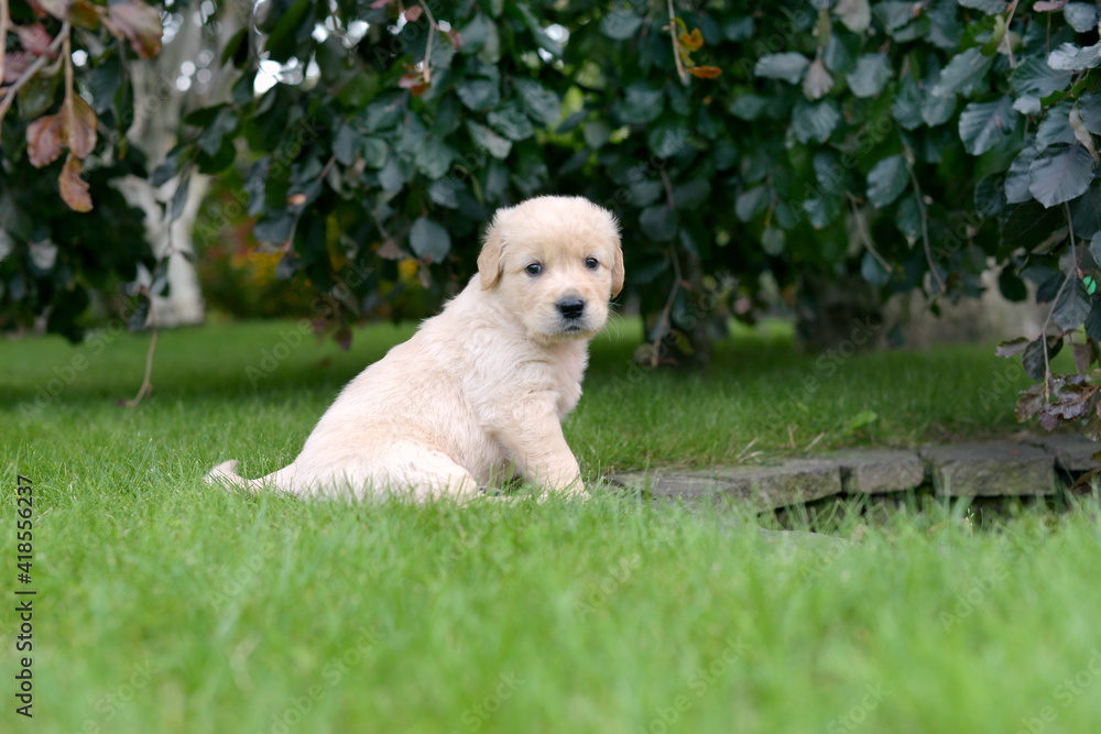 Golden retriever puppy sitting in garden during summer Golden retriever puppy sitting in garden during summer
