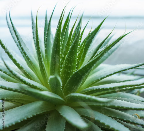 lace aloe plant