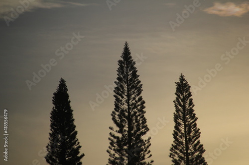 Golden Hour Pines