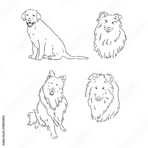 Dog Rough Collie isolated on White background. Vector illustration