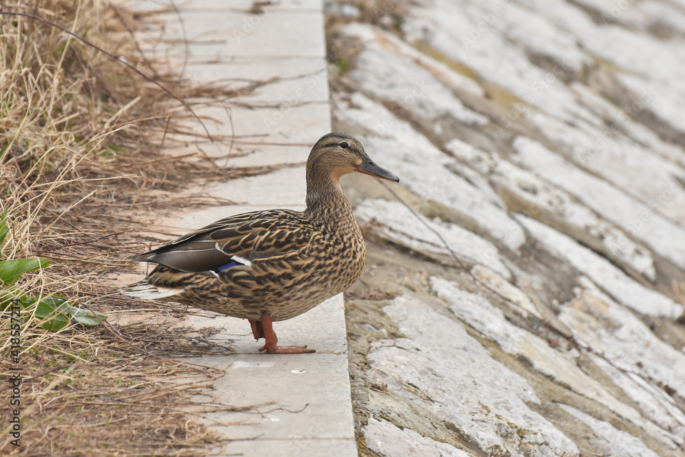 Mallard Ducks on the river banks Mallard Ducks on the river banks