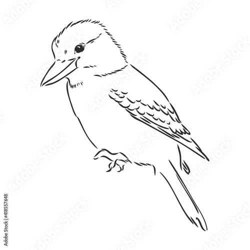 black outlined kookaburra bird-vector drawing, kookaburra vector sketch illustration on white background