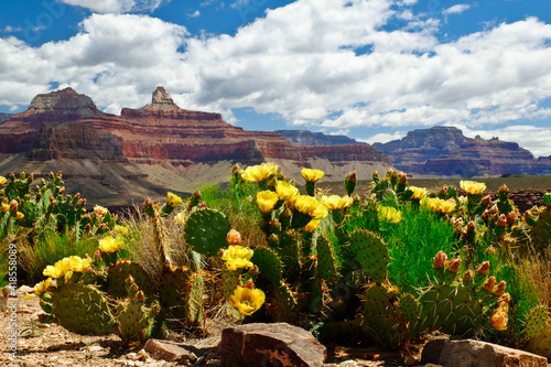 Fotografiet The Grand Canyon and Flowering Cactus on a Sunny Day
