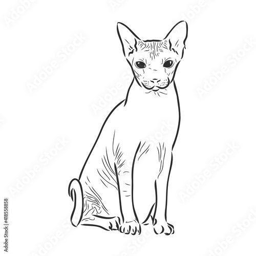 Vector illustration of a sphynx cat with a liner isolated on a white background. For printing on clothes, paper, logo, icon