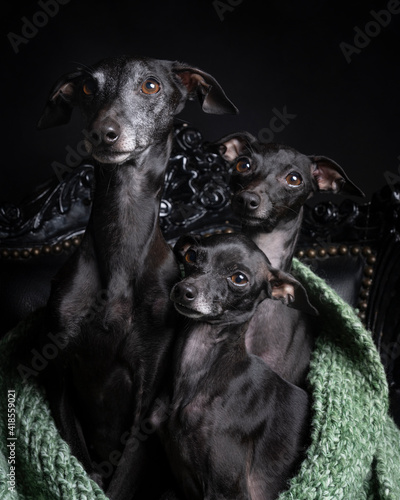 Three Italian greyhound dogs under a green scarf against a black background