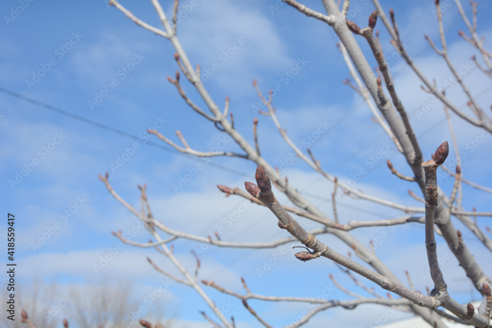 Buds on tree in early spring are ready to bloom. Blurred background, selective focus Buds on tree in early spring are ready to bloom. Blurred background, selective focus