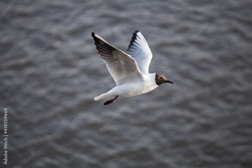Black-headed seagull flies nicely over grey water Black-headed seagull flies nicely over grey water