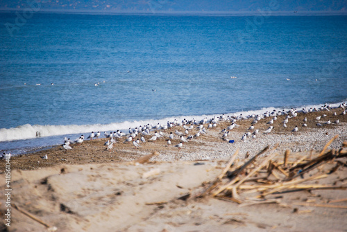 baltic, sea, mare nostrum, sea, sea star, sea, sea,