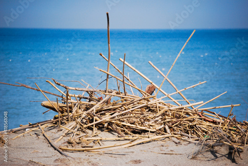 baltic, sea, mare nostrum, sea, sea star, sea, sea,