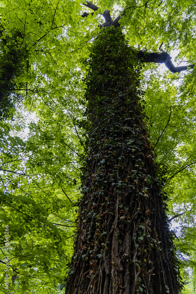 Fototapeta premium Upward view to high old tree full of small leaves of ivy