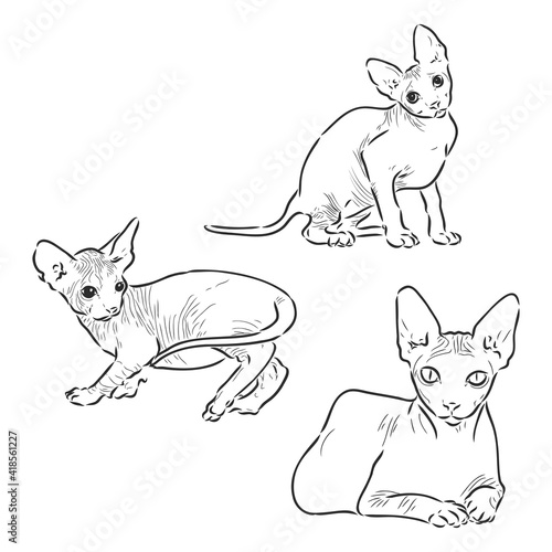 Vector illustration of a sphynx cat with a liner isolated on a white background. For printing on clothes, paper, logo, icon