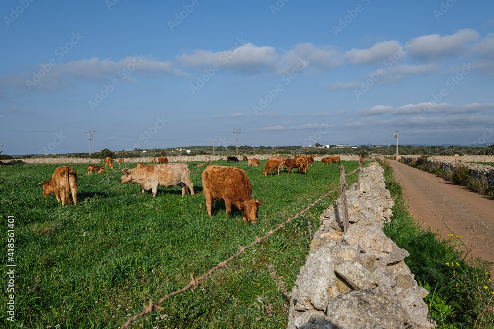 Menorcan breed cows grazing, Alaior, Menorca, Balearic Islands, Spain Menorcan breed cows grazing, Alaior, Menorca, Balearic Islands, Spain