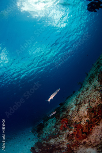 Barracuda swimming up the reef 