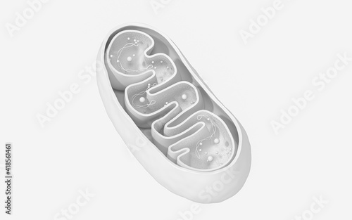 Fotografija Cross-section view of Mitochondria