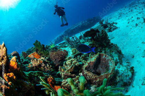 scuba diver and reef photo