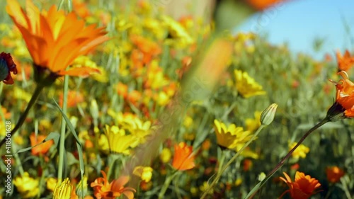 Close-up slow pan right of lush, blooming flowers in a sunny, warm spring field during a superbloom - Los Angeles, California photo