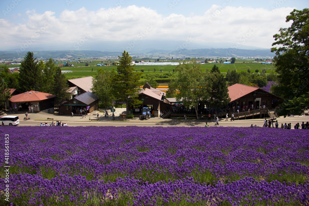 Obraz Lavender field