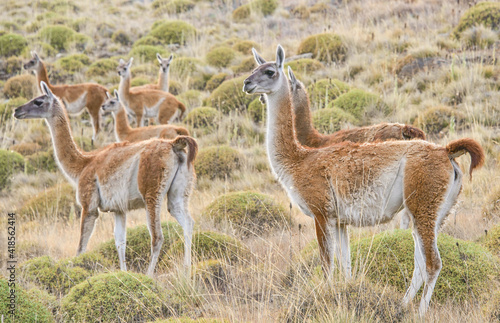 Wild guanacos in Patagonia National Park, Aysen, Patagonia, Chile