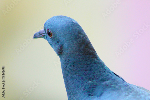Rock dove single bird closeup